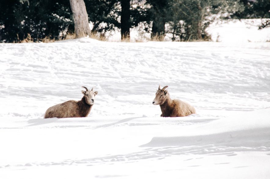 Things to do Near Radium Hot Springs and Invermere