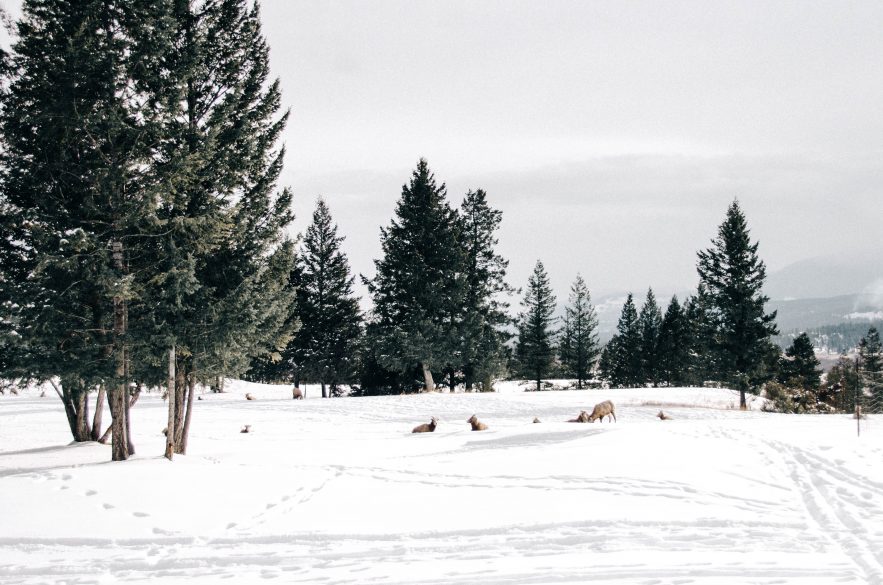 Things to do Near Radium Hot Springs and Invermere