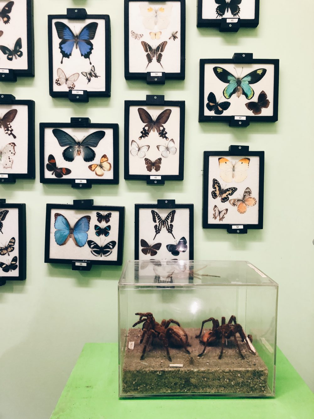 Victoria Bug Zoo | 10 things to do with kids in Victoria