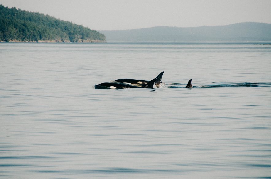 Eagle Wings Whale and Wildlife Tour | 10 Things to do in Victoira BC
