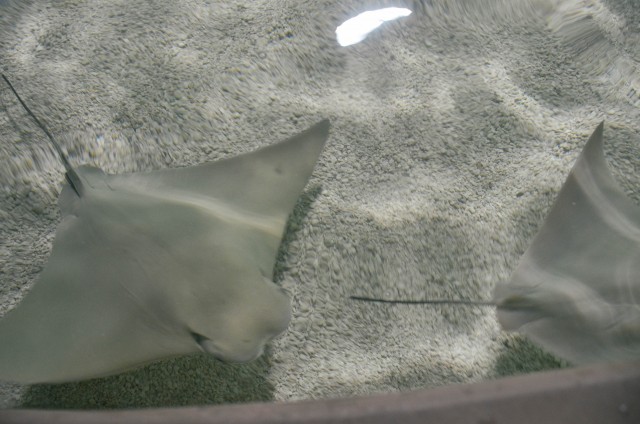 Discover the Rays at the Vancouver Aquarium