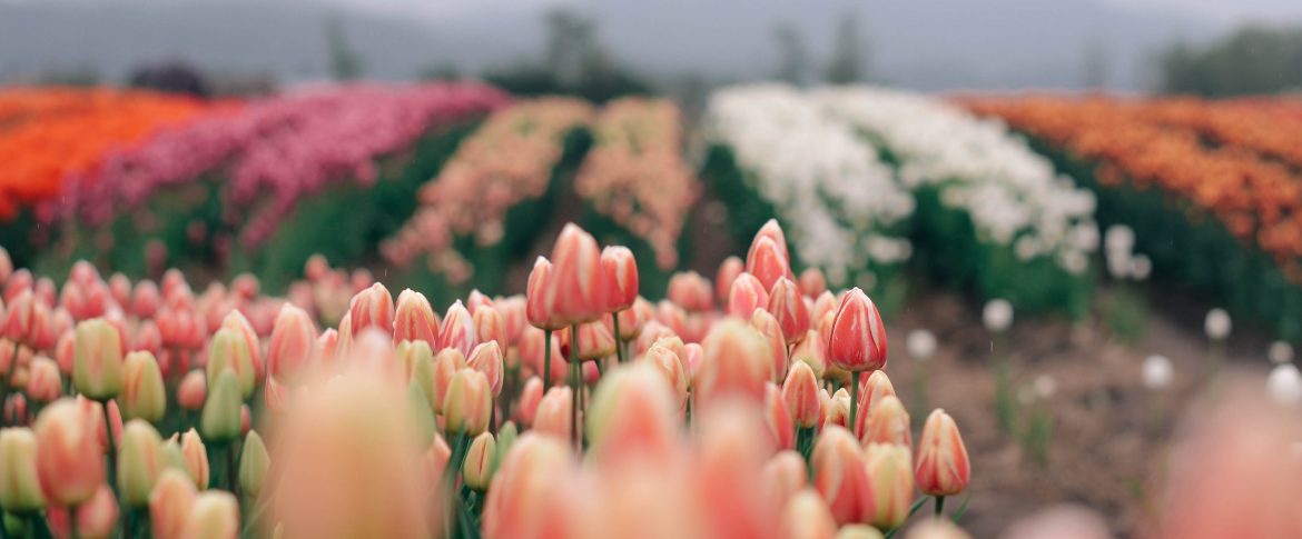 Abbotsford Tulip Festival | Family Photography