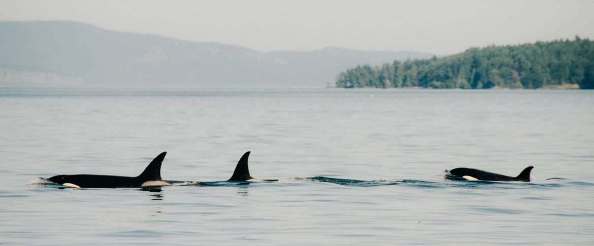 Eagle Wings Whale and Wildlife Tour | 10 Things to do in Victoira BC